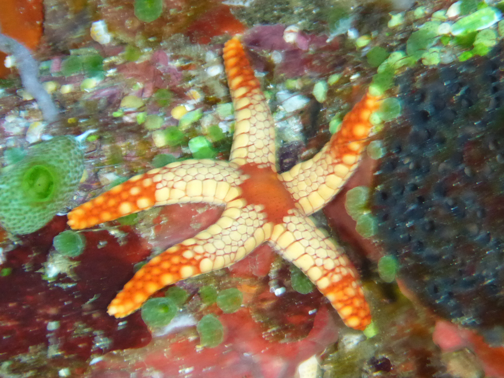 Tiled Sea Star