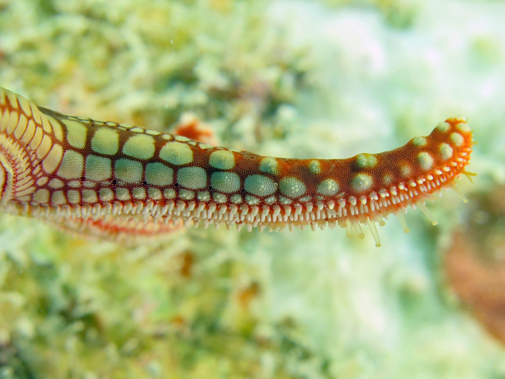 Tiled Sea Star