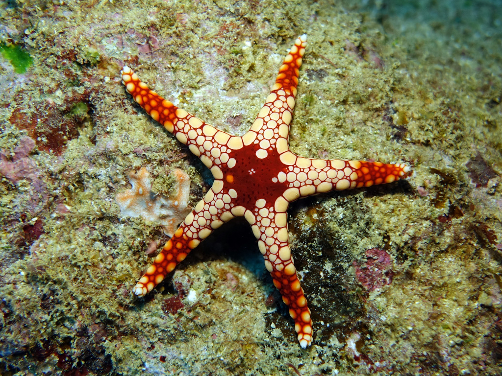 Tiled Sea Star