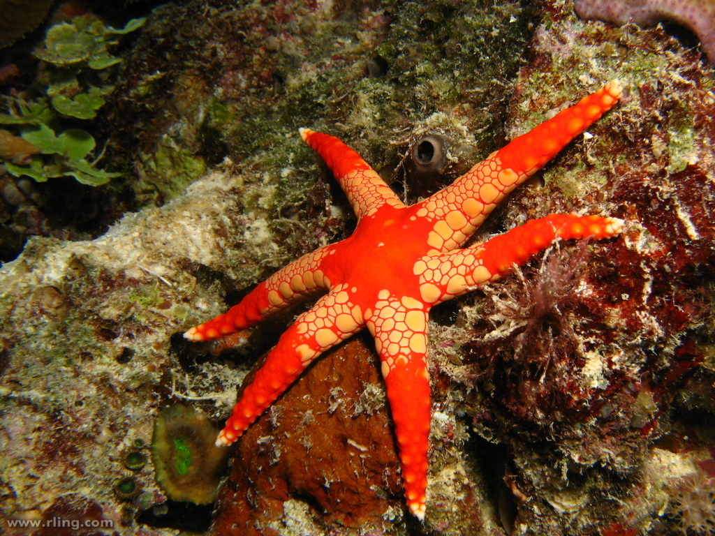 Tiled Sea Star