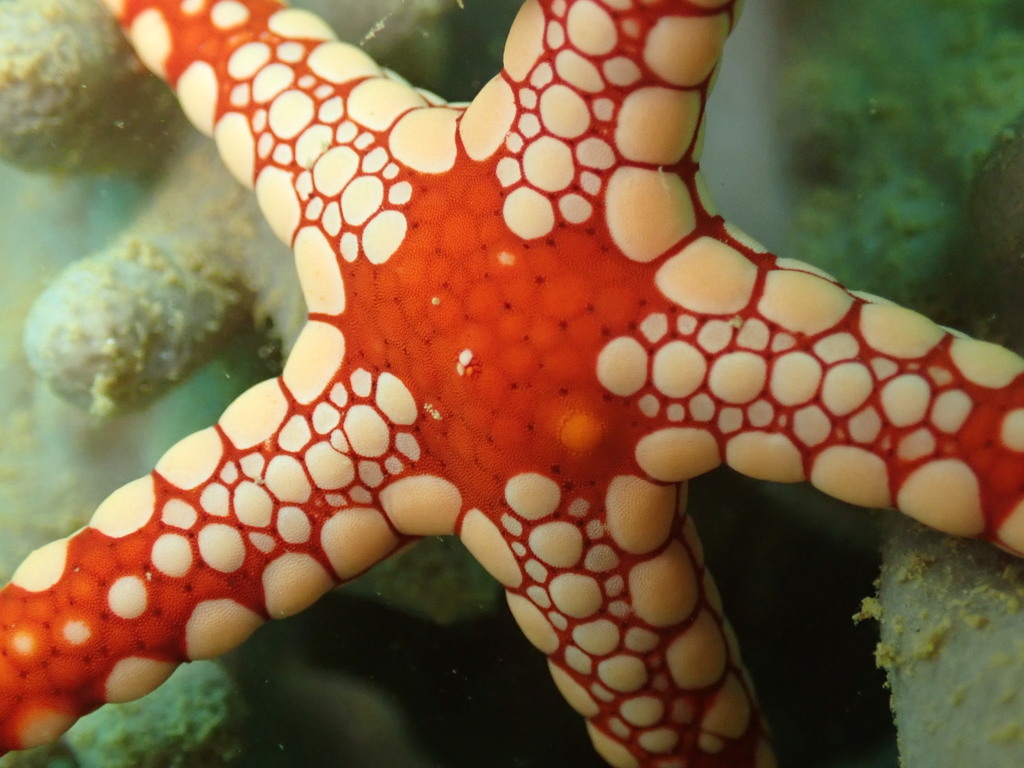 Tiled Sea Star