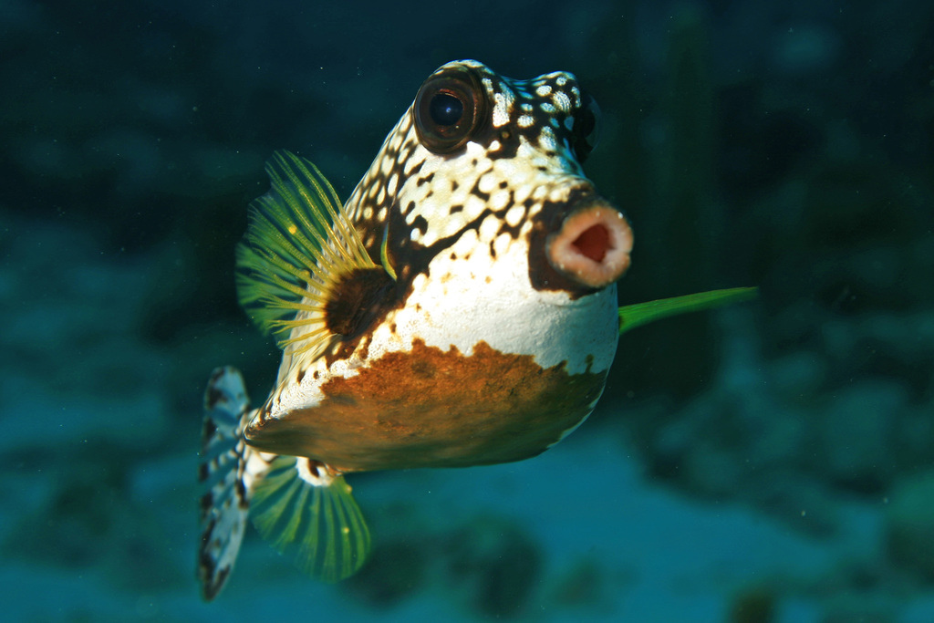Smooth Trunkfish