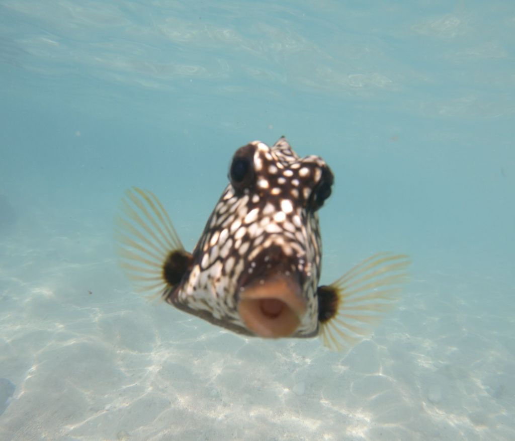 Smooth Trunkfish