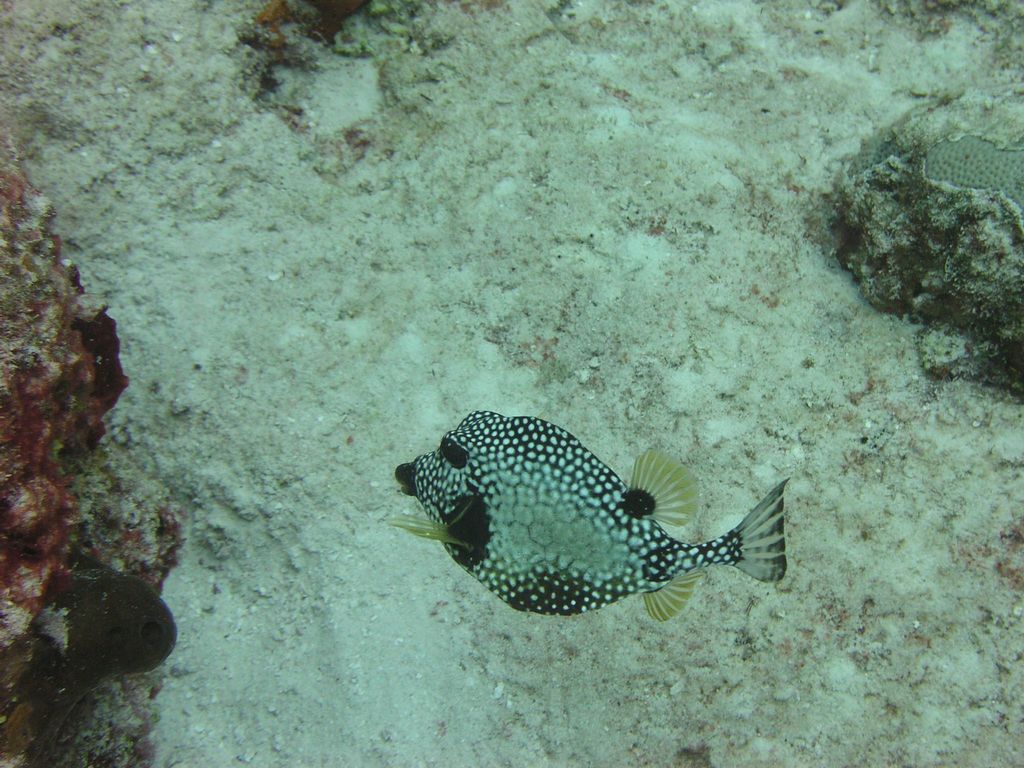Smooth Trunkfish