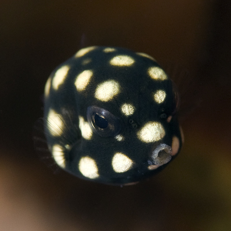 Smooth Trunkfish