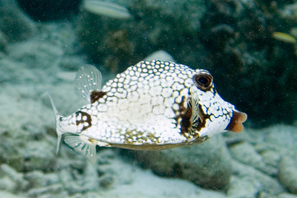 Smooth Trunkfish