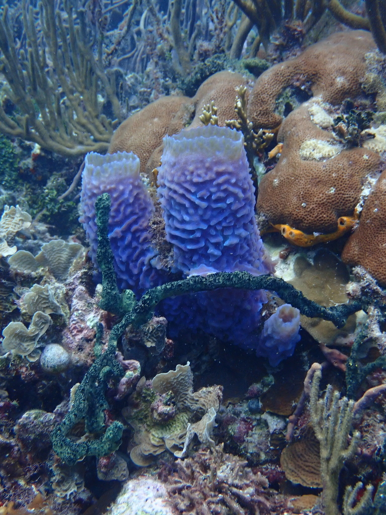 Azure Vase Sponge