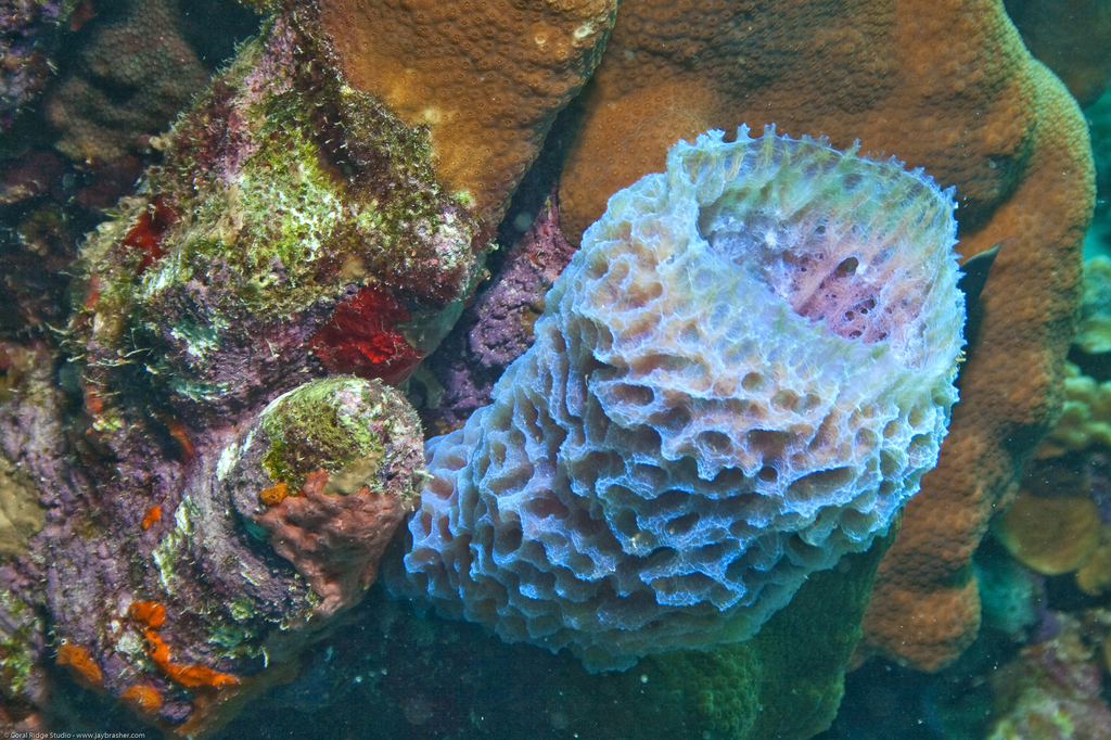 Azure Vase Sponge