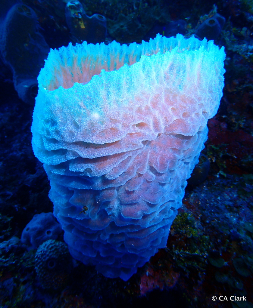 Azure Vase Sponge