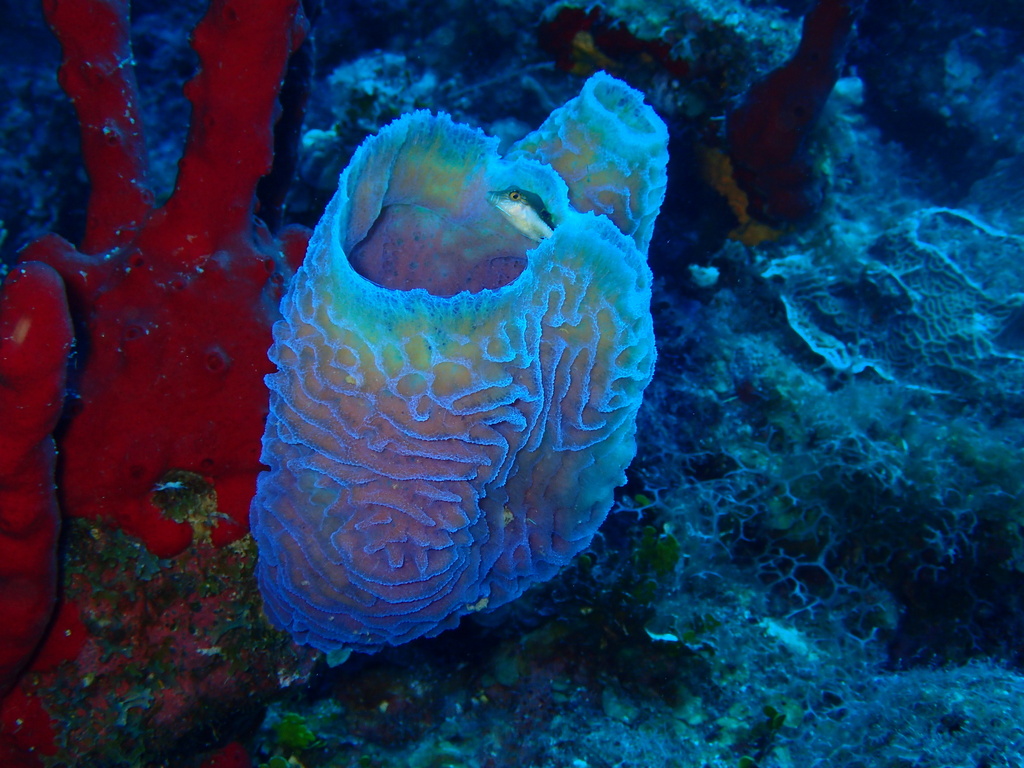 Azure Vase Sponge