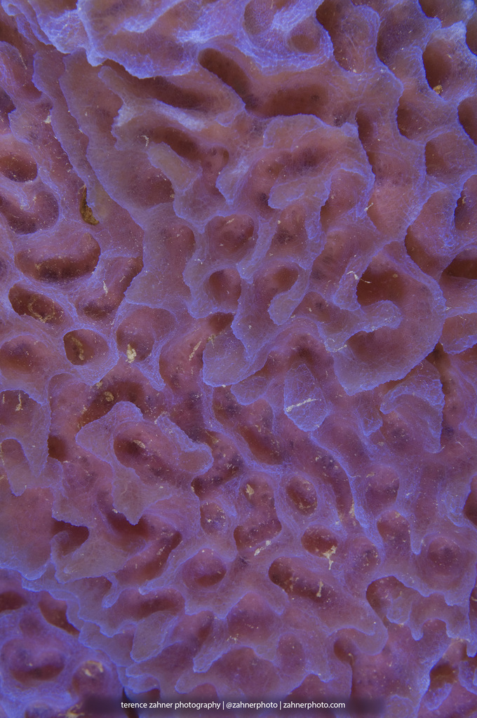 Azure Vase Sponge