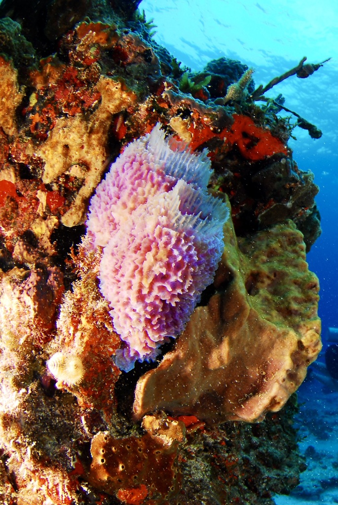 Azure Vase Sponge