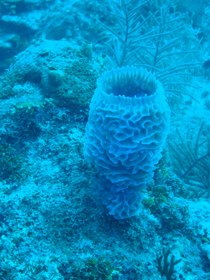 Azure Vase Sponge
