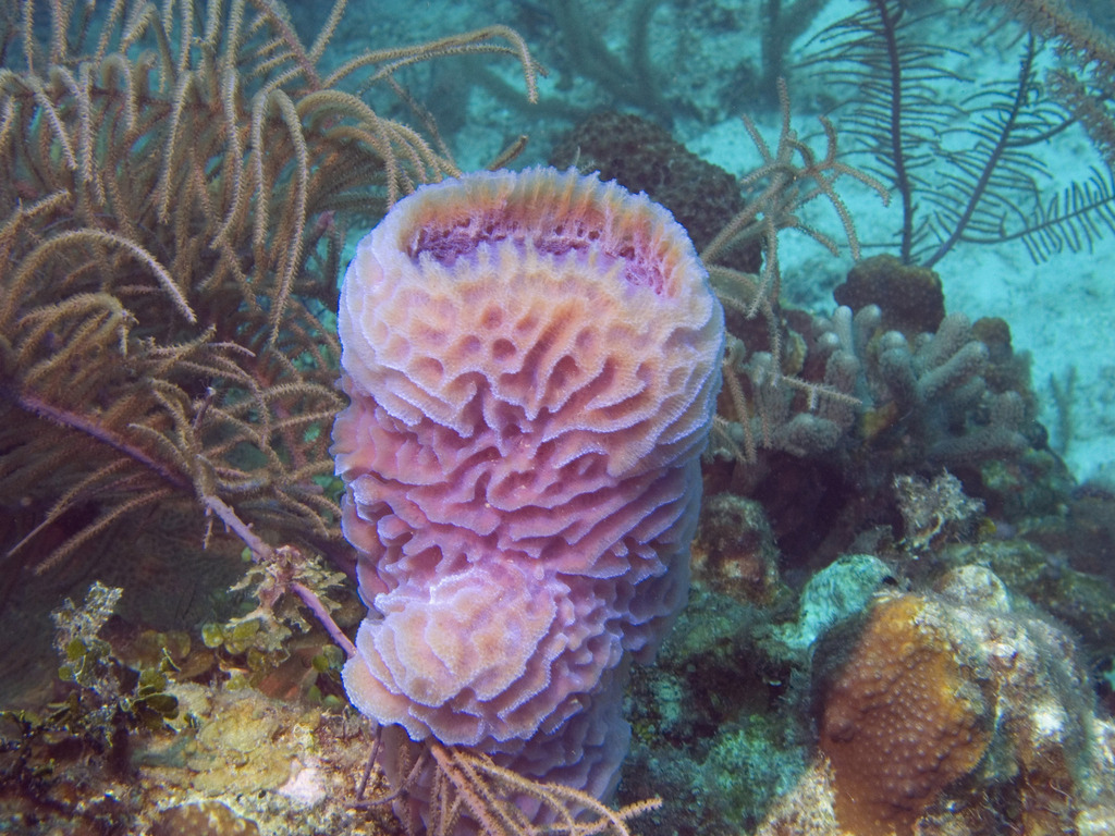 Azure Vase Sponge