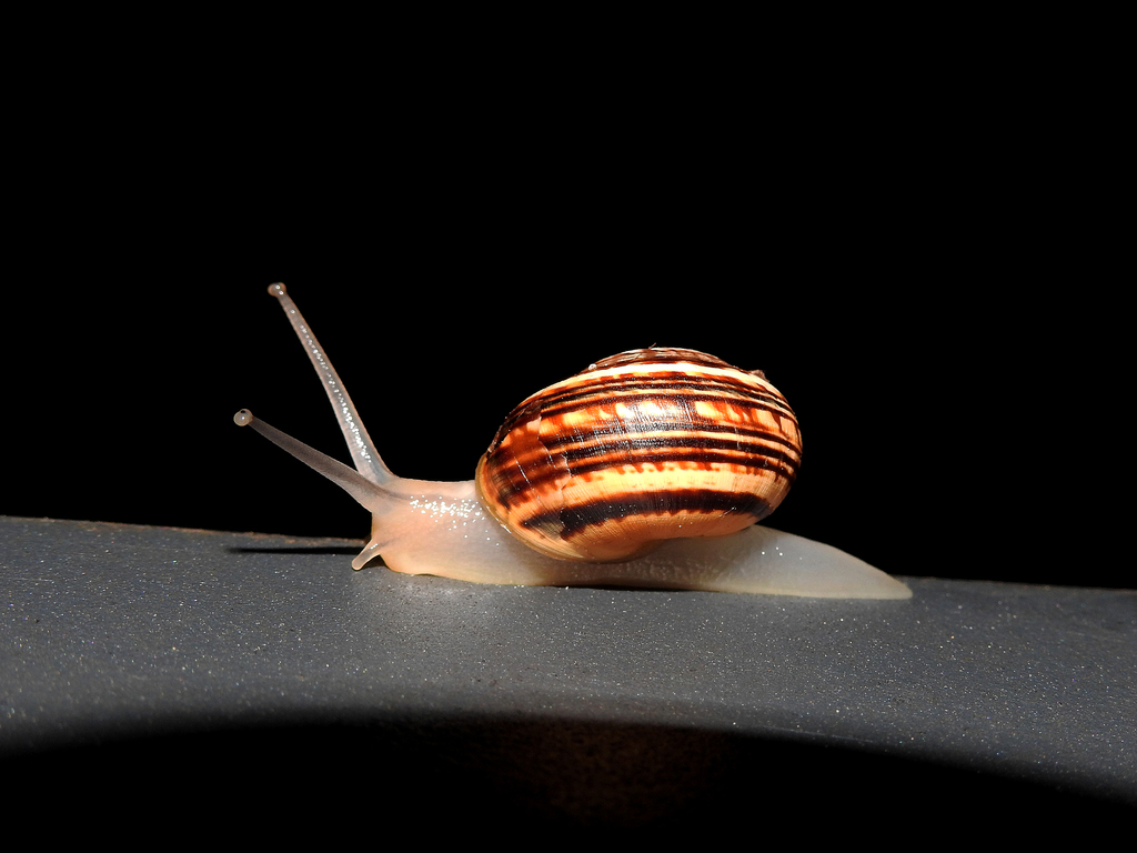 Caragouille rosée