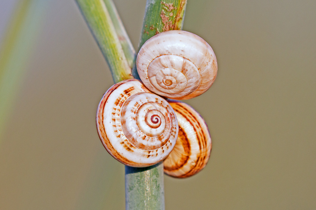 Caragouille rosée
