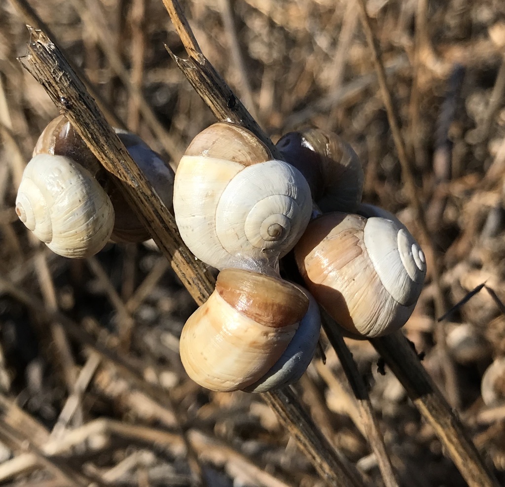 Caragouille rosée
