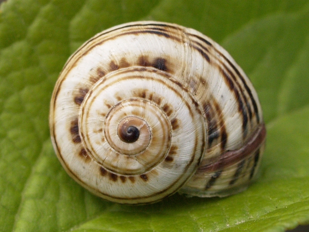 White Italian Snail