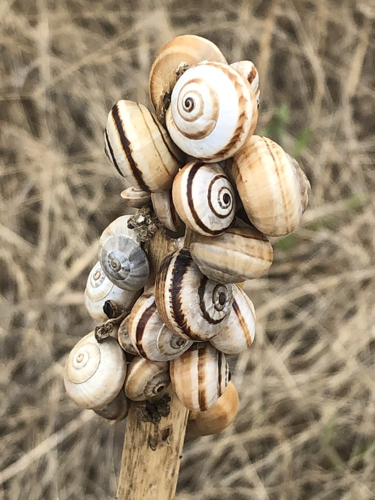 Caragouille rosée