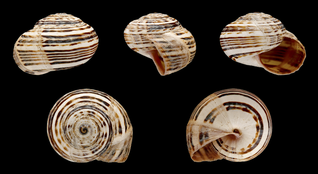 Caragouille rosée