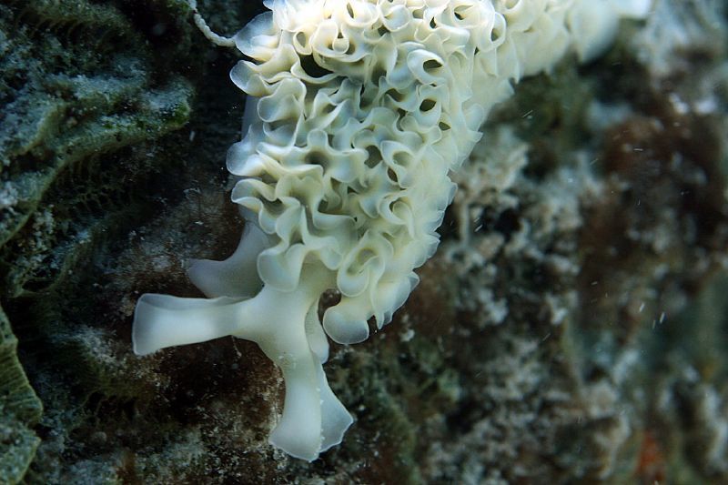Lettuce Sea Slug