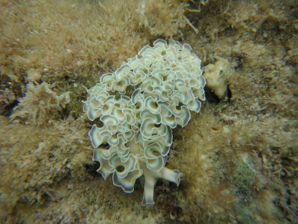Lettuce Sea Slug