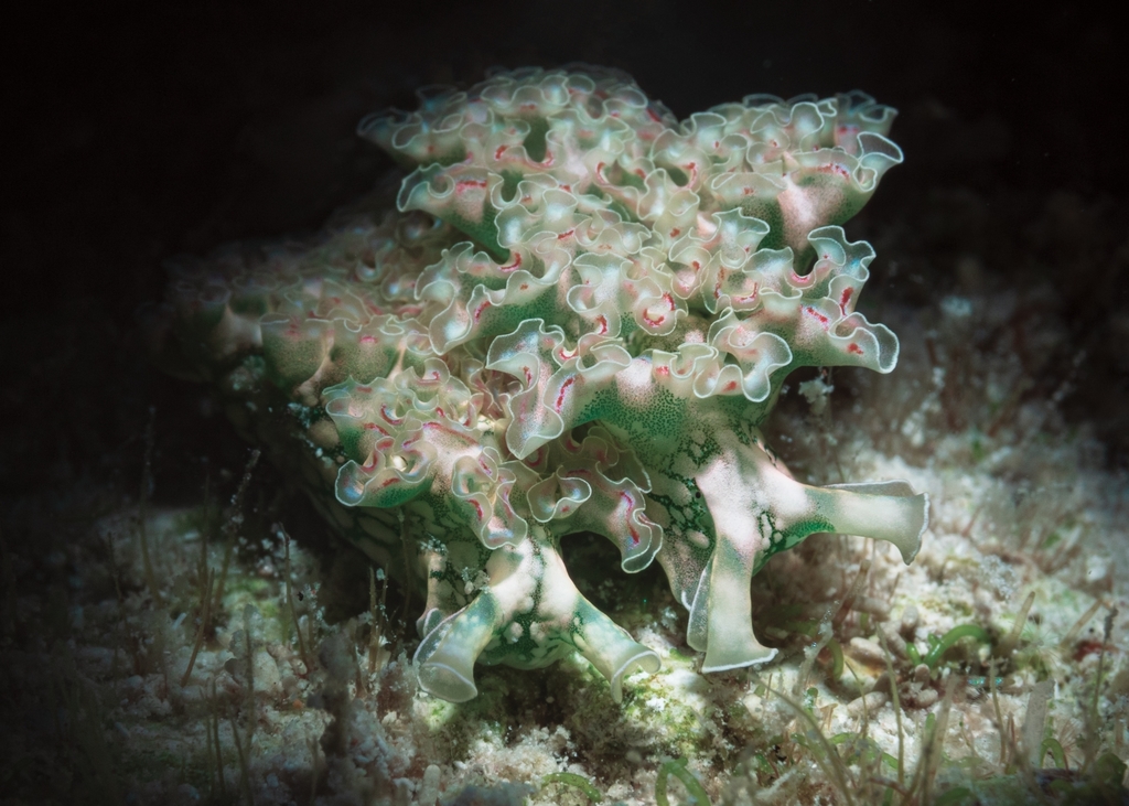 Lettuce Sea Slug