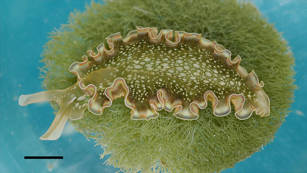 Lettuce Sea Slug