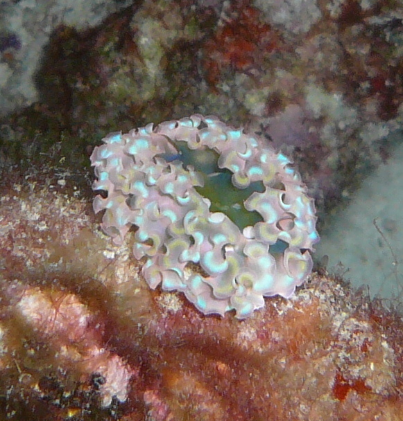 Lettuce Sea Slug