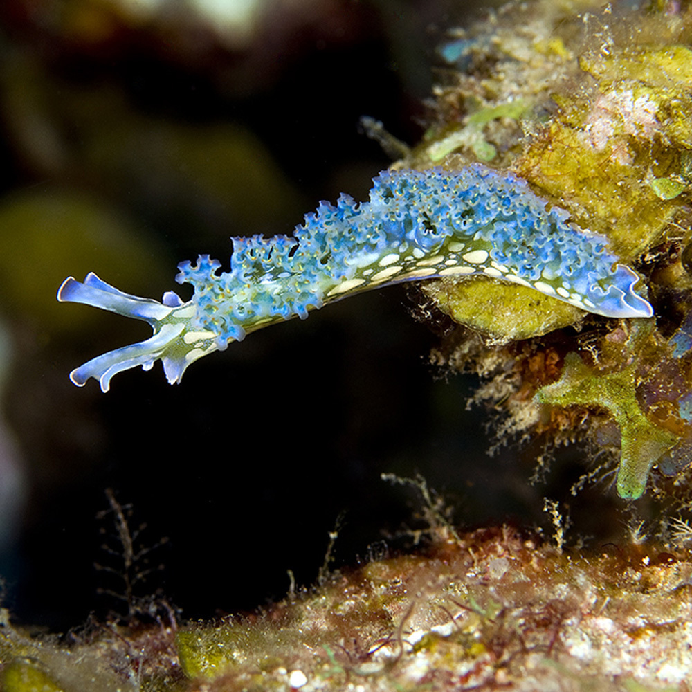 Lettuce Sea Slug