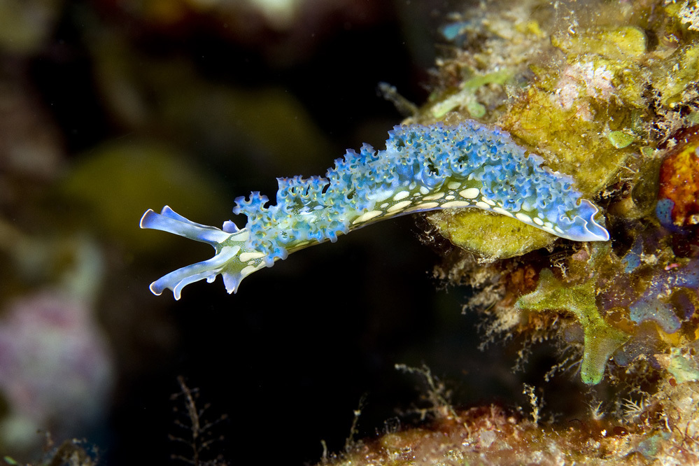 Lettuce Sea Slug