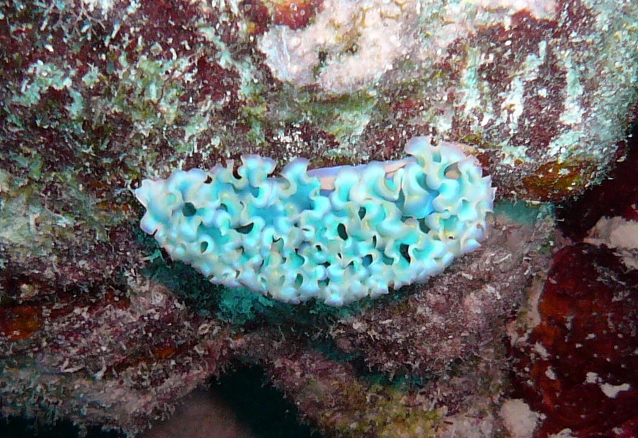 Lettuce Sea Slug