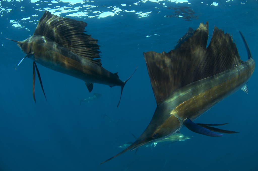 Sailfish