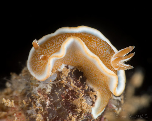 Caramel Nudibranch