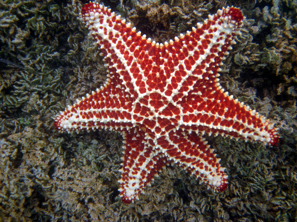 Étoile-coussin réticulée