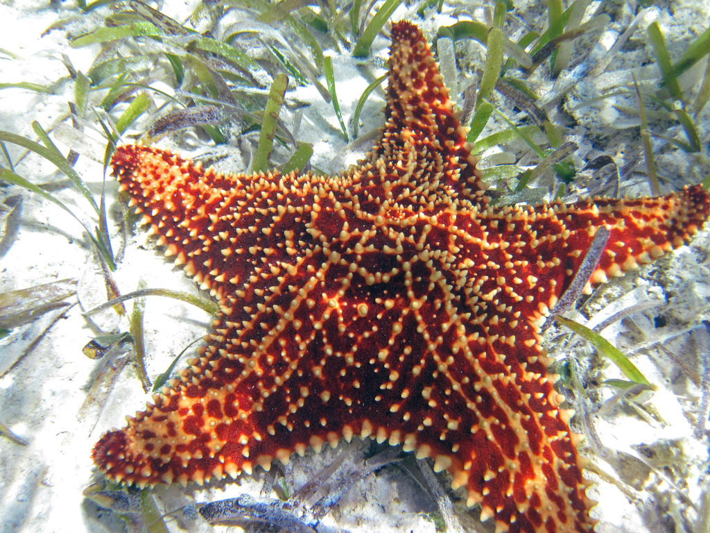 Étoile-coussin réticulée