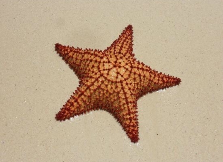 Étoile-coussin réticulée