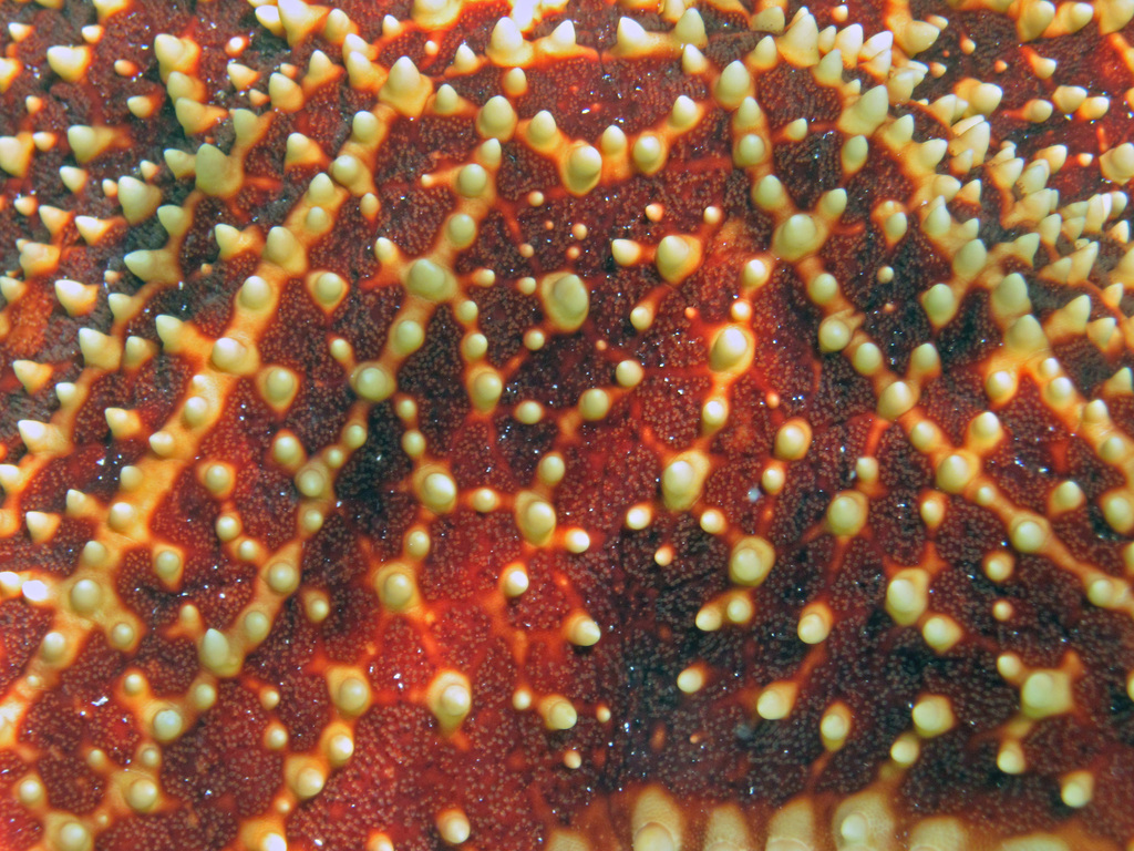 Étoile-coussin réticulée