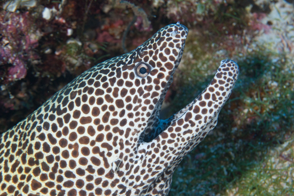 Laced Moray