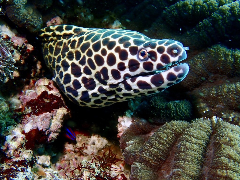 Laced Moray