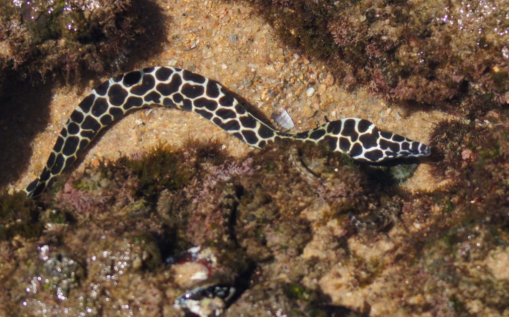 Laced Moray