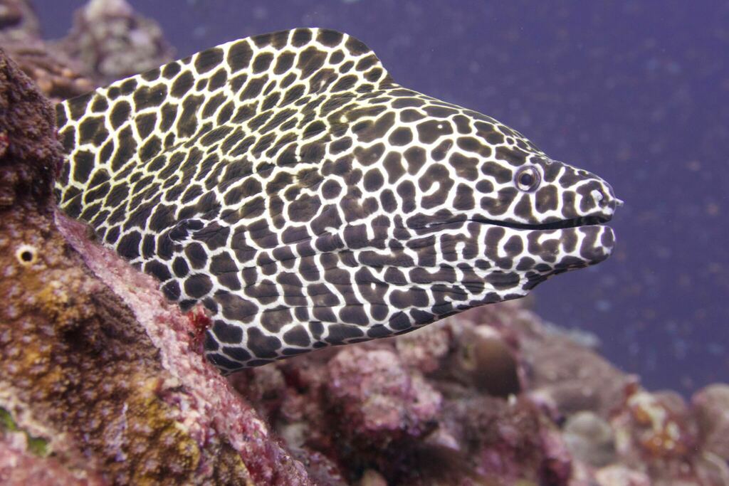 Laced Moray