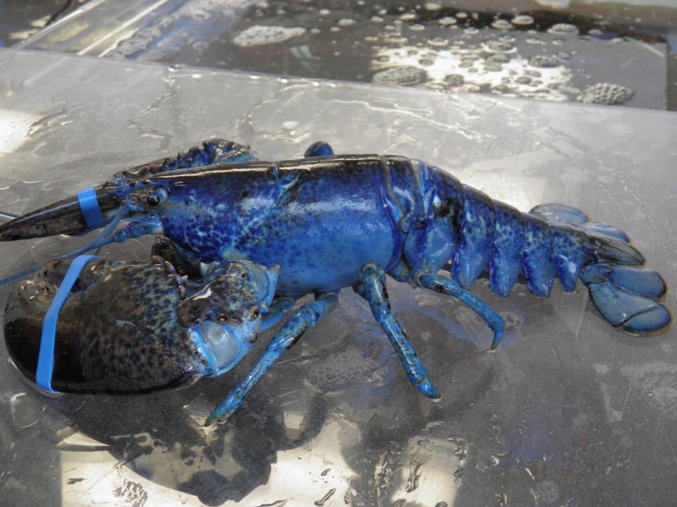 Homard américain