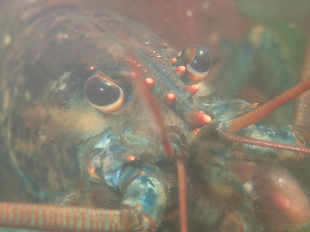 Homard américain