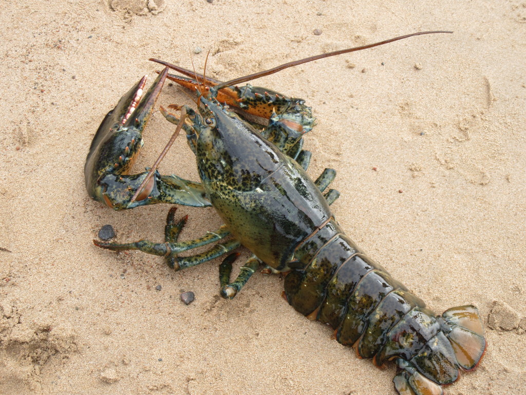 Homard américain
