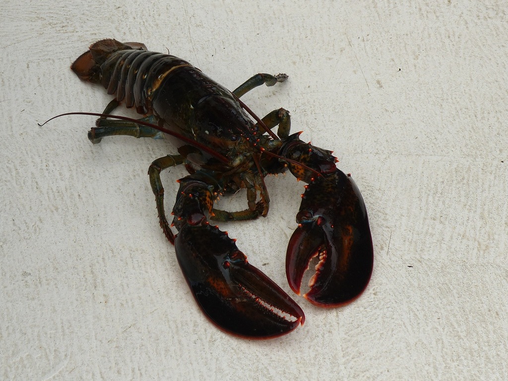 Homard américain
