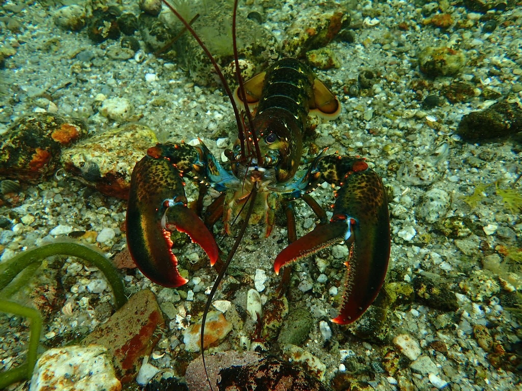 Homard américain