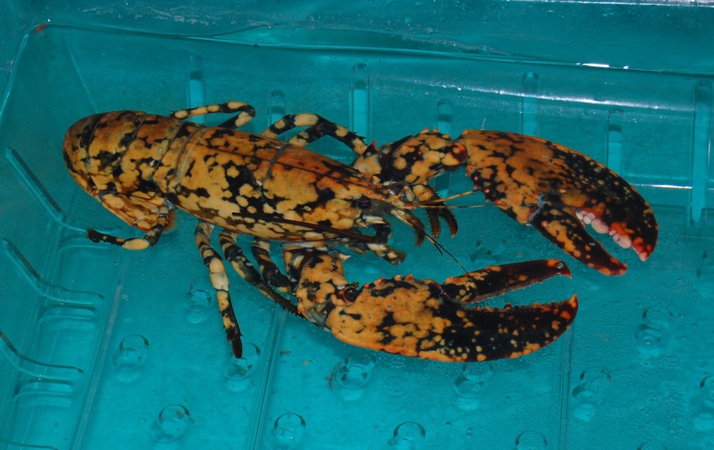 Homard américain