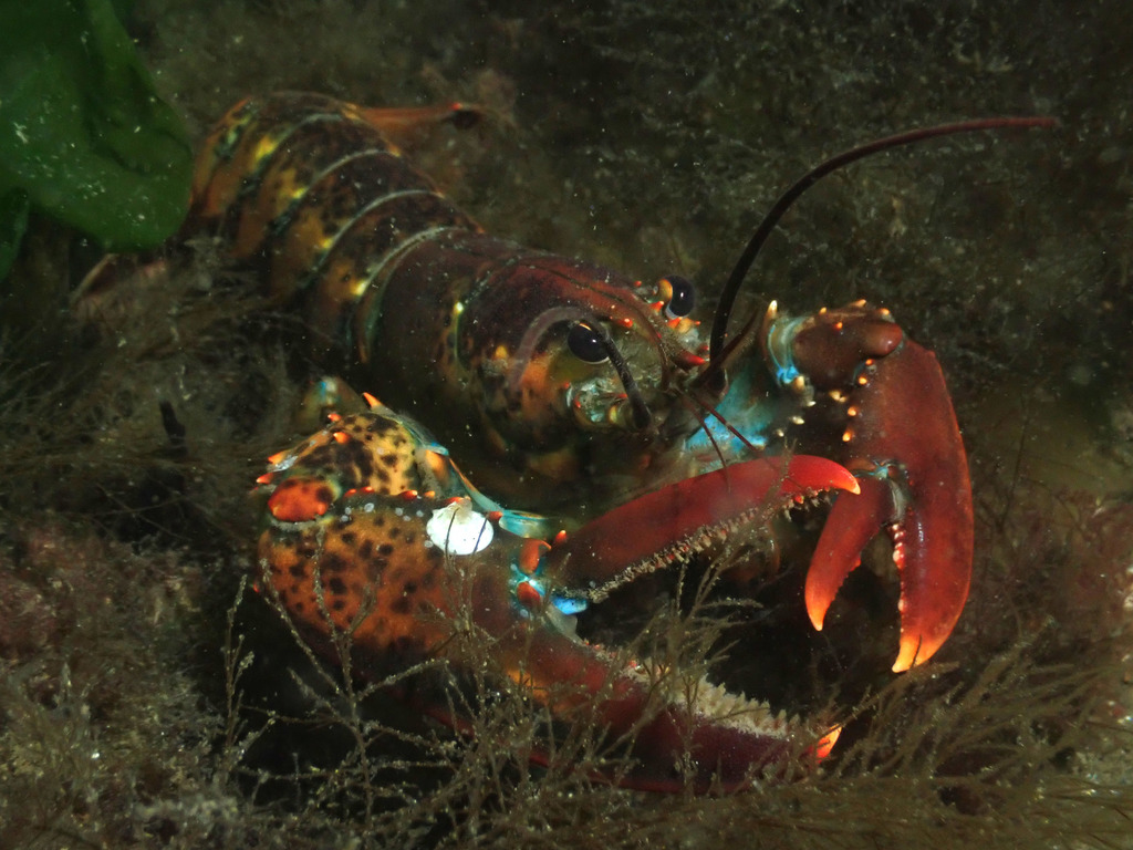 Homard américain