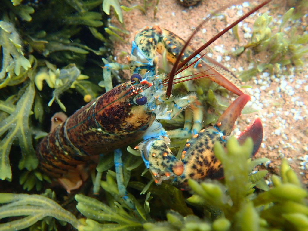 Homard américain